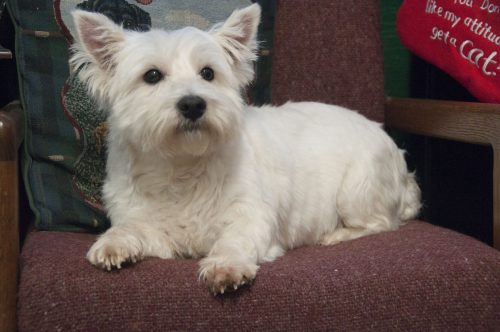 West Highland Terrier Males