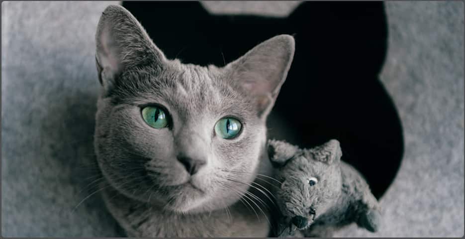 Russian Blue Kittens Ontario